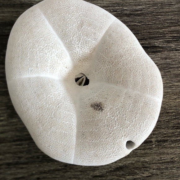 Large White Coastal Sand Dollar - Picture 9 of 9